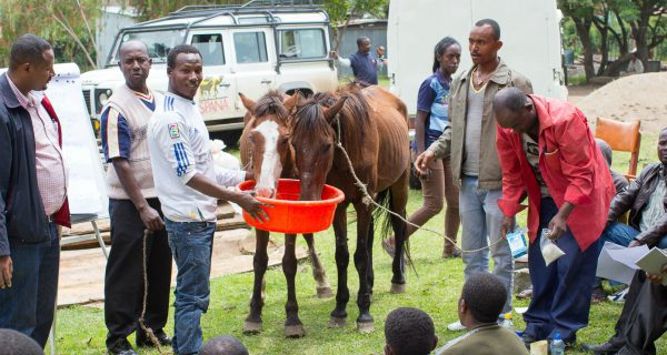 Two horses drinking near to group of people
