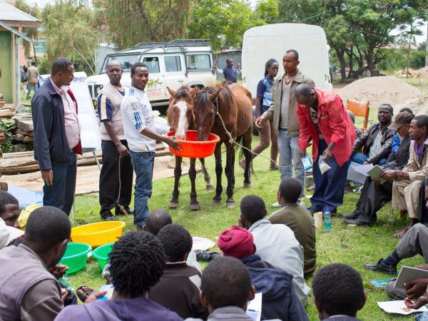 Two horses drinking near to group of people