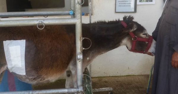 A donkey sniffing a man