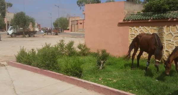 Horse and its baby eating grass near the road