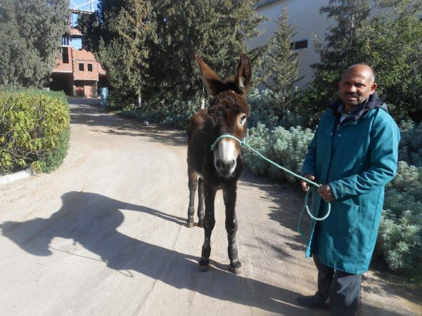 Donkey with man
