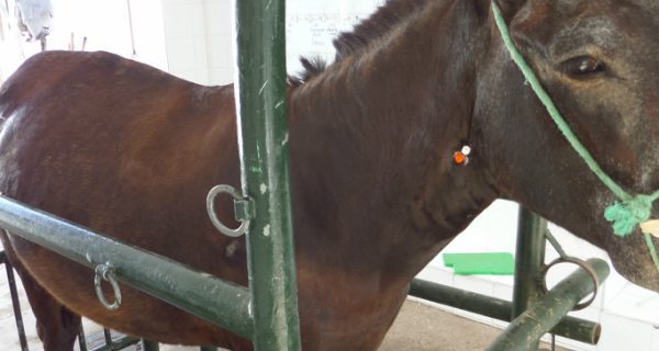 Horse in a livestock pen