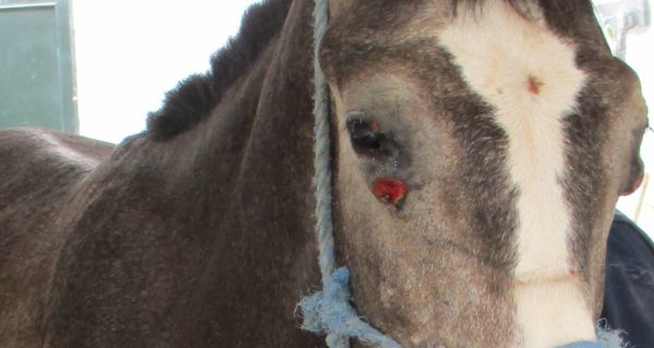 A horse with harmed eye