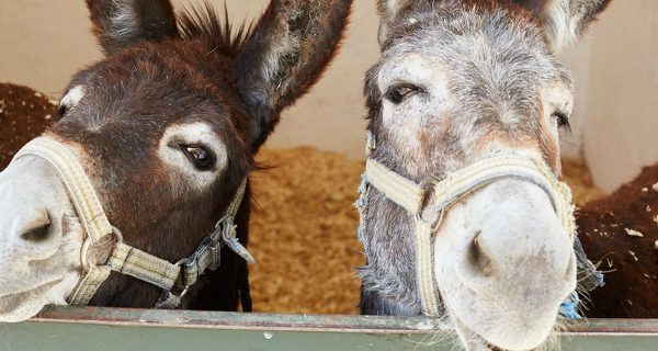 Two smiling donkeys