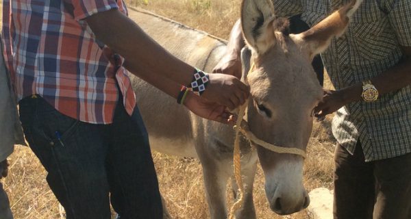 Donkey and owners
