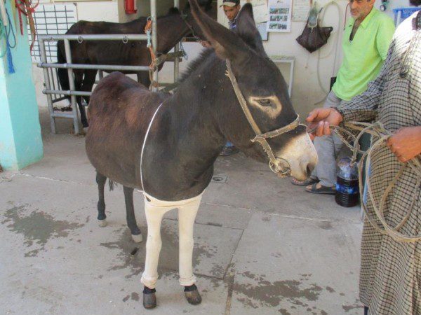 Chemaia donkey