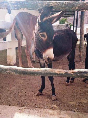 Marrakech young donkey