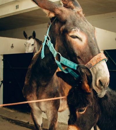 Mother and foal in Morocco