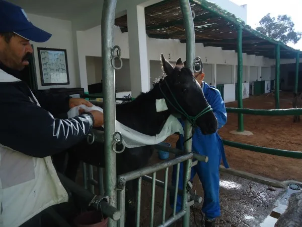 Horse is being bandaged in stable