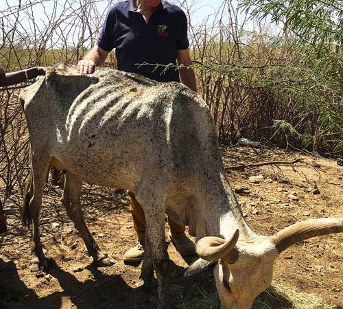 Thin mule eating a hay