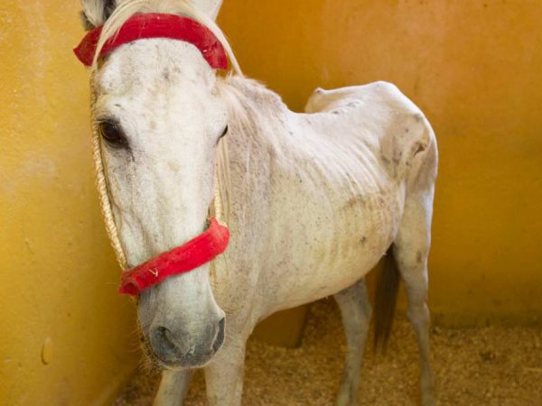 White thin small horse