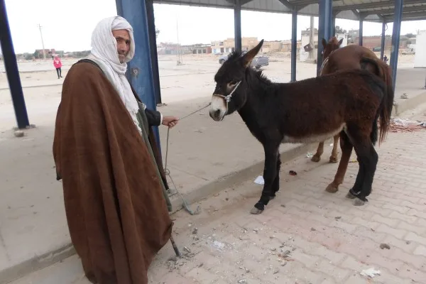 Man holds a donkey