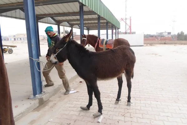 Man ties a donkey to column
