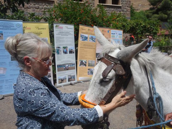 Woman and a white horse