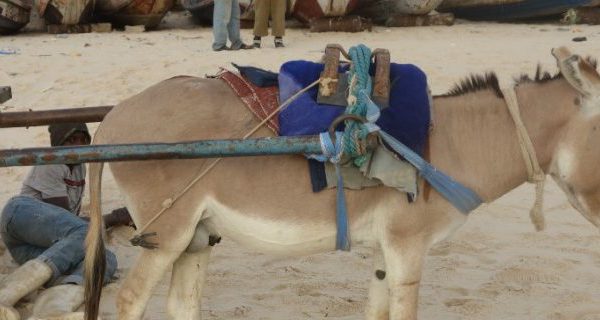 Donkey pulling a cart