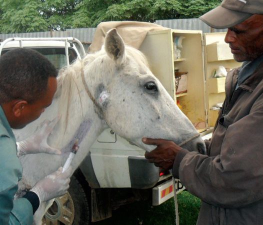 Bulo receives treatment