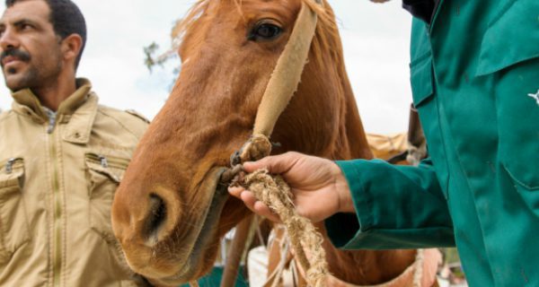 A horse in Morocco is fitted with a new bit and harness