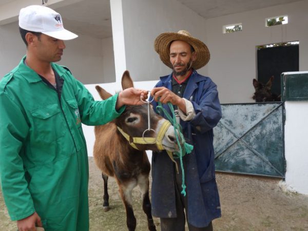 SPANA vet gives Zrikas owner a bit