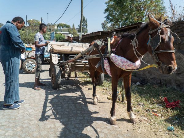 Brown horse harnessed to cart