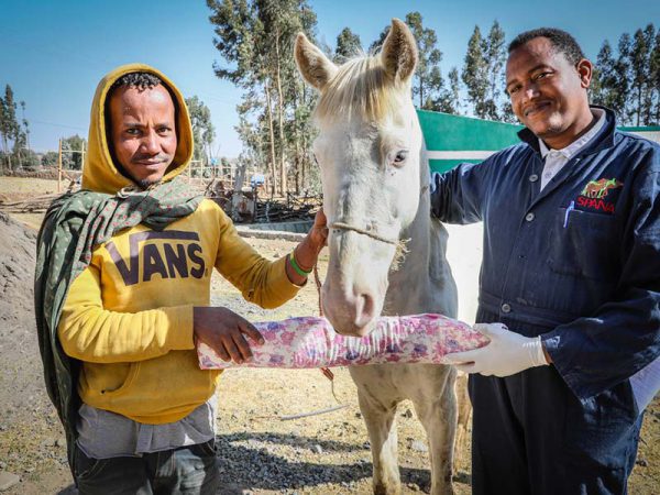 Two men next to white horse holding strip of padding