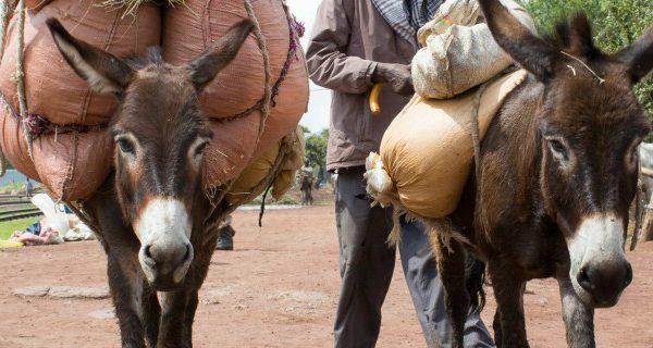 Animals carrying bags