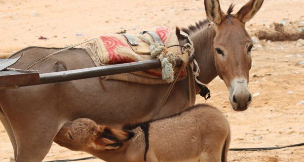 Donkey and its foal