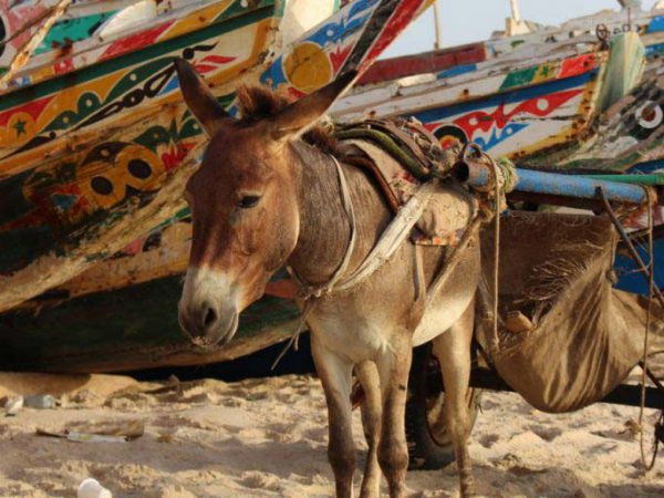 Pony on the beach near boats