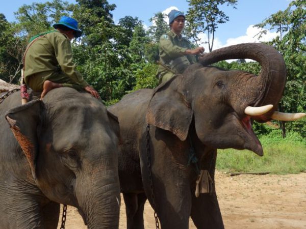Two men sitting on their elephants