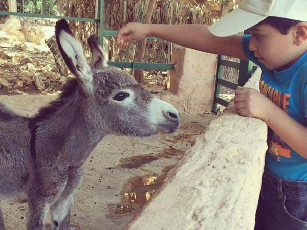 Ayman the orphan foal
