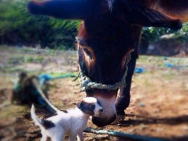 Donkey and dog