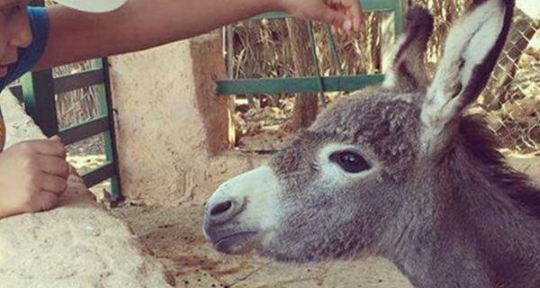 Little donkey and a boy