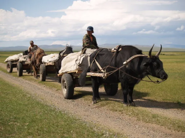 Bullocks with loaded carts