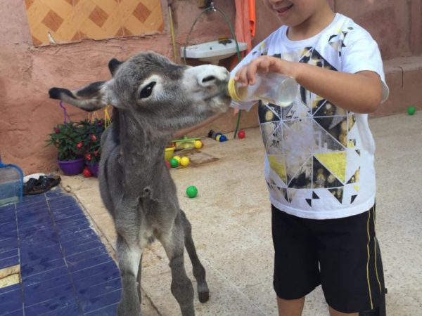 Child feeding a foal