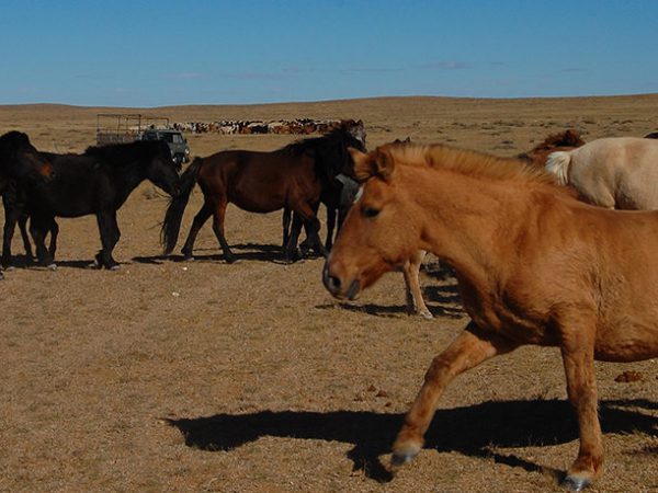 Many horses in desert
