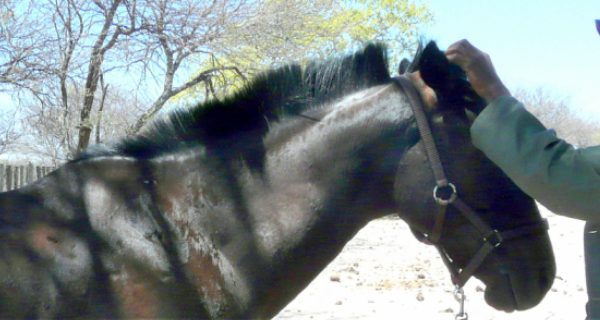 A SPANA vet examines a horse in Botswana