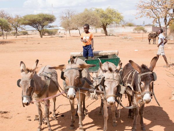 Four donkeys attached to cart