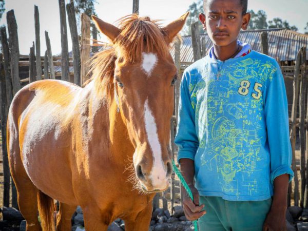 Boy with brown horse