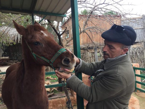 Man treats horse jaw