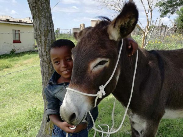 Donkey and young boy