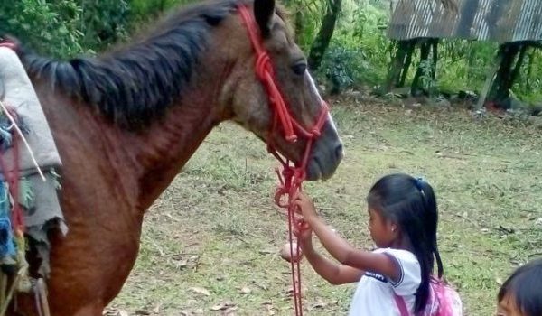 A child learns how to care for her horse in Costa Rica