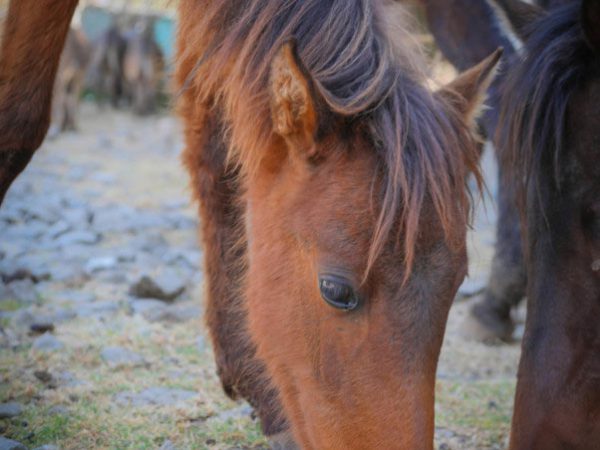 Brown horse eating grass