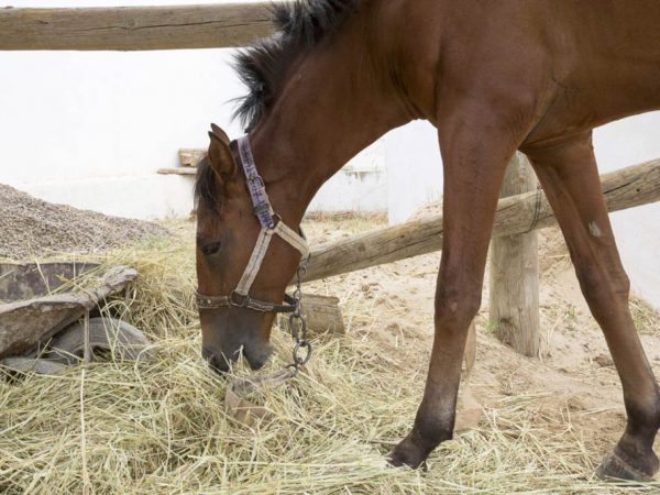 Brown horse eating hay