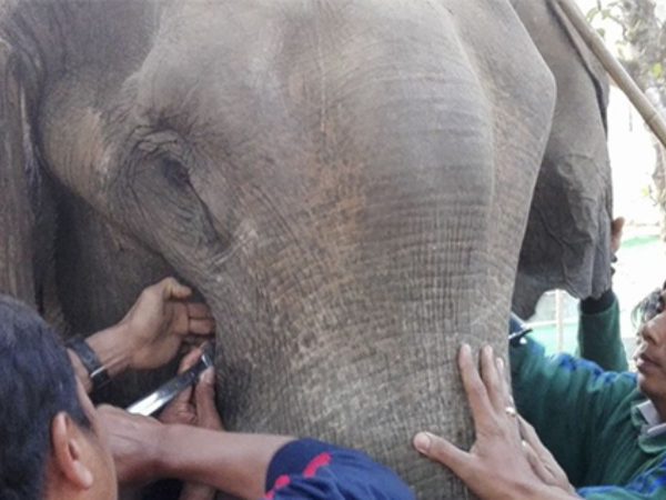 Three men treating elephant Ye