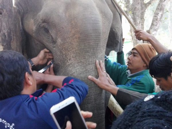 Three men treating elephant Ye