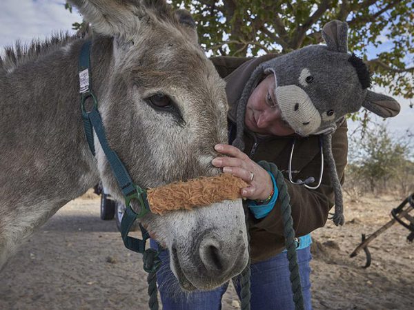 Vet treating working donkey Botswana