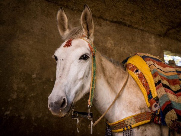 White Morocco horse