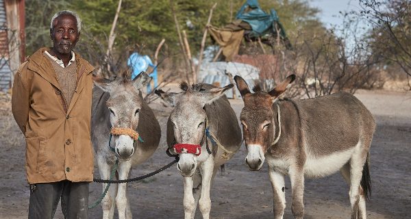 Man with his three donkeys