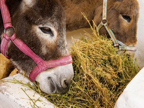 Two donkeys eating hay at trough