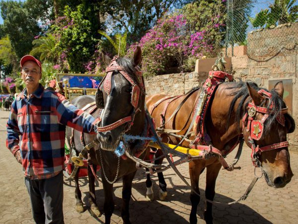 Man stood next to two carriage horses