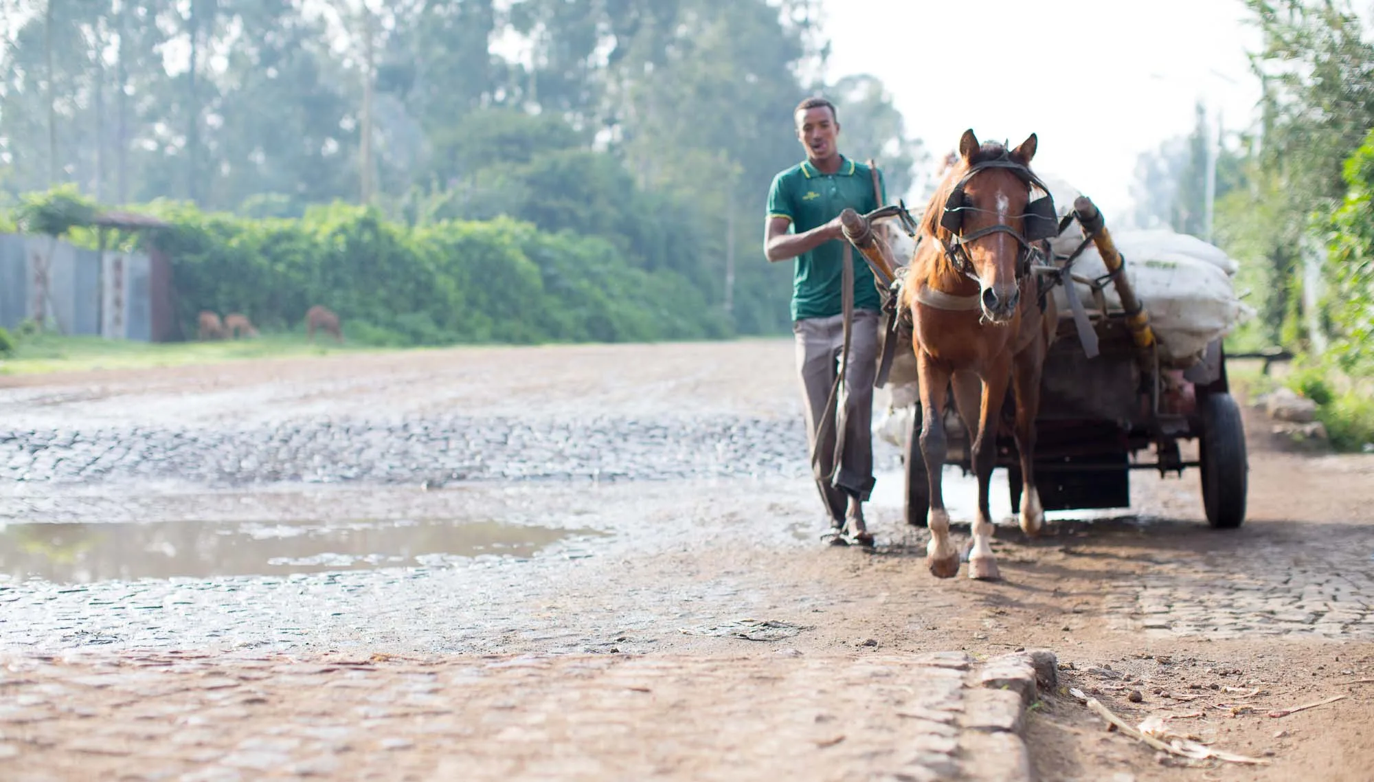 Man and horse walking down road